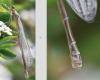 Coenagrion sp.